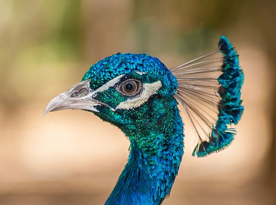 Close-up of a male peacock's metallic blue feathered head and blurred background.